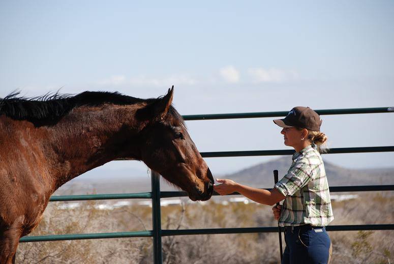 Alternative Horsemanship™ working wit bay thoroughbred