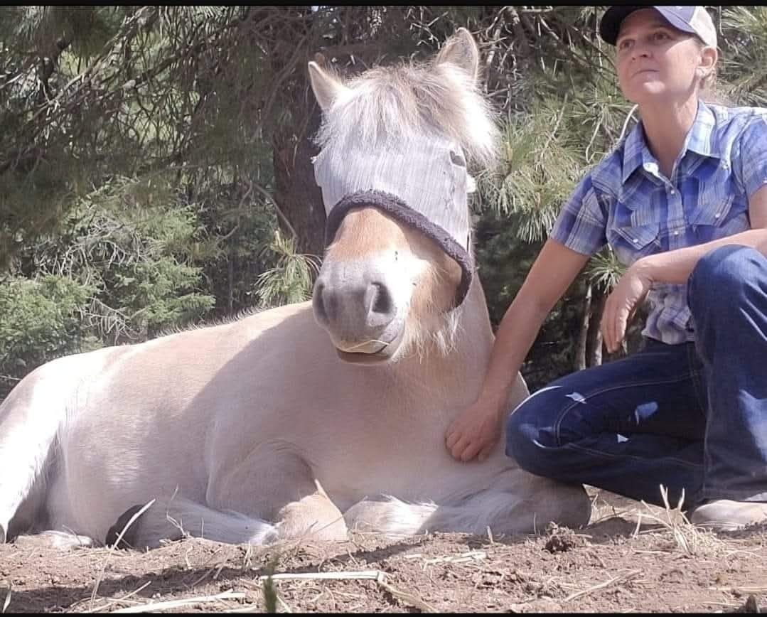 Sam sitting quietly beside Hjalmar, a fjord horse lying calmly on the ground beneath pine trees