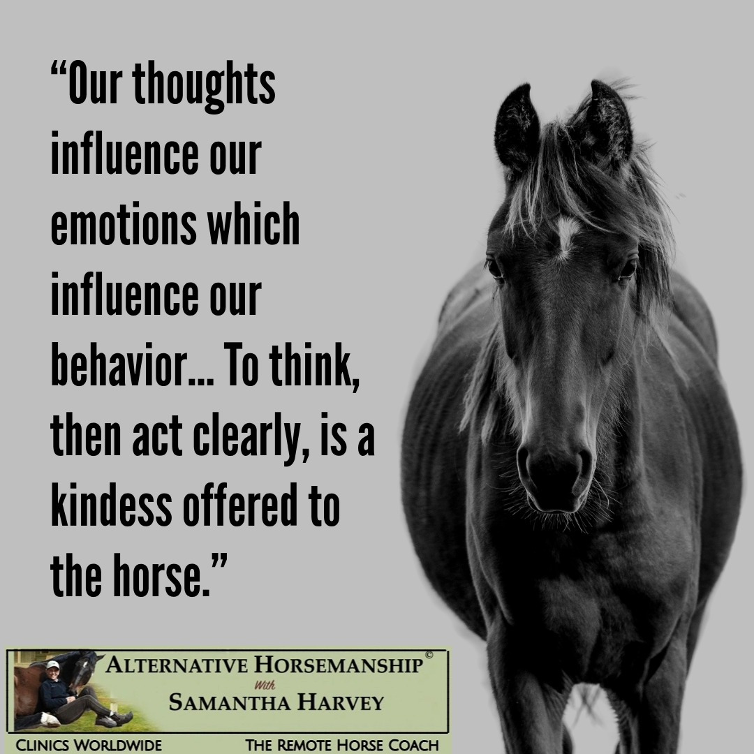 Alternative Horsemanship™ the Remote Horse Coach
