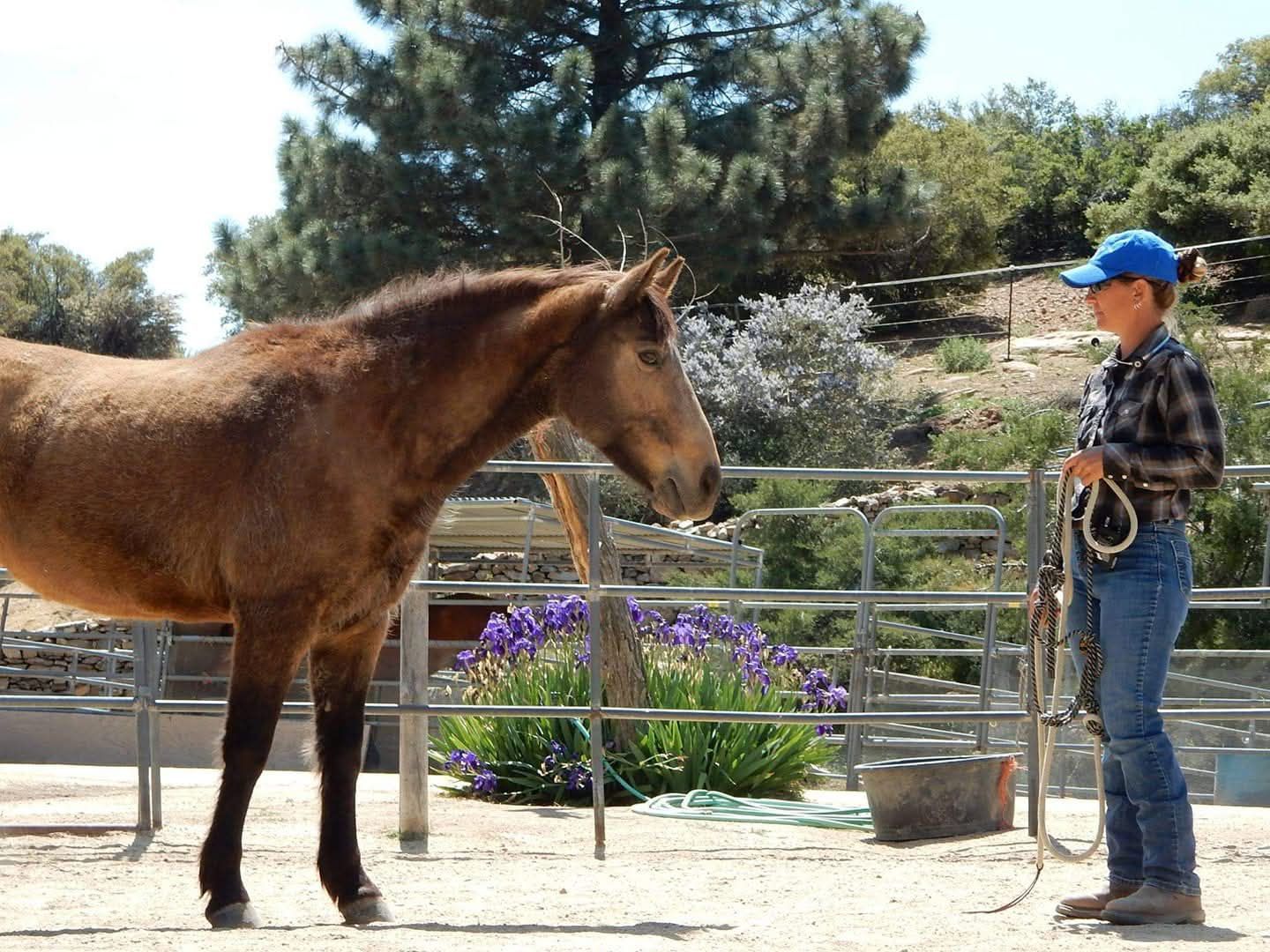 Samantha Harvey standing quietly with a mustang horse in a round pen, irises blooming in the background