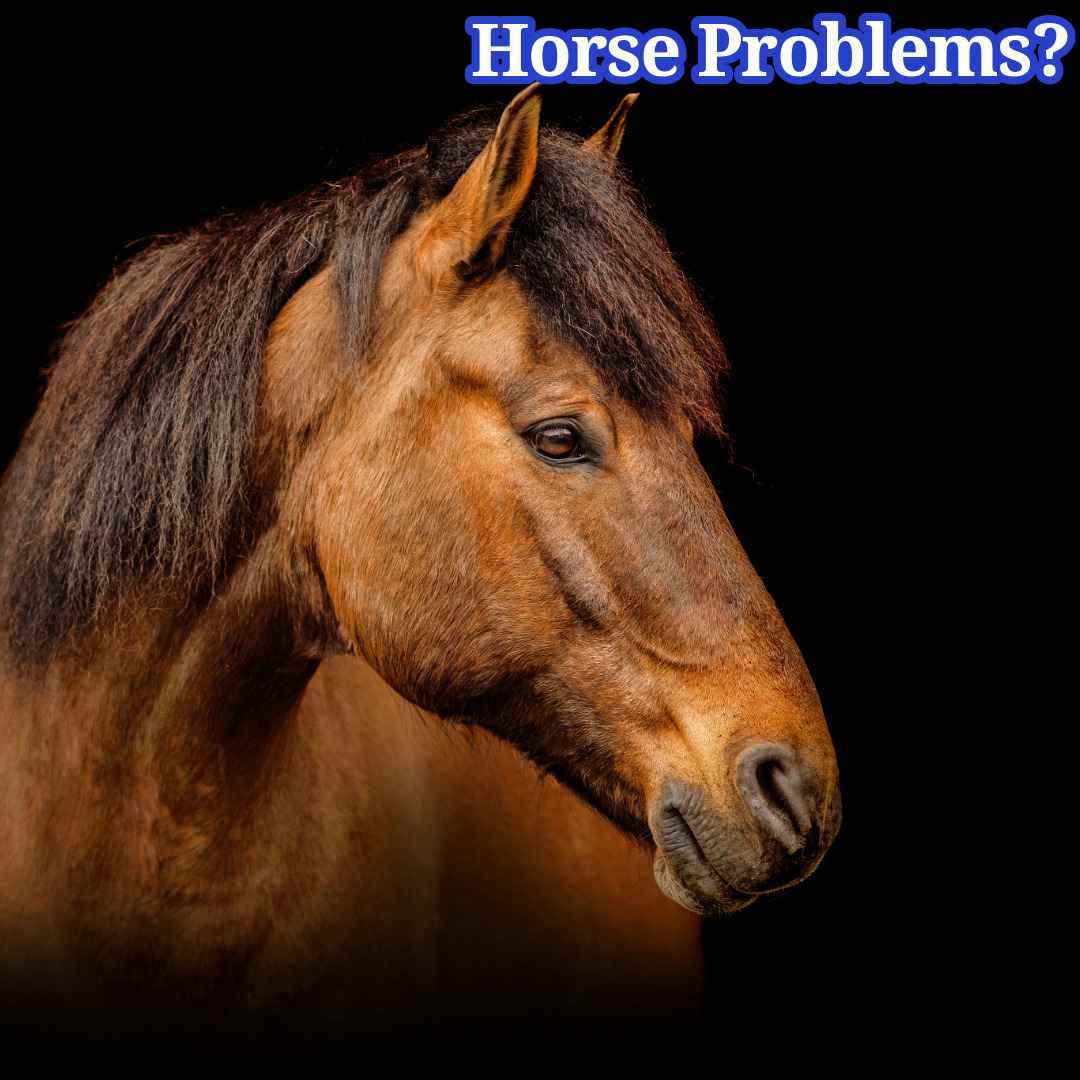 The Remote Horse Coach Virtual Help