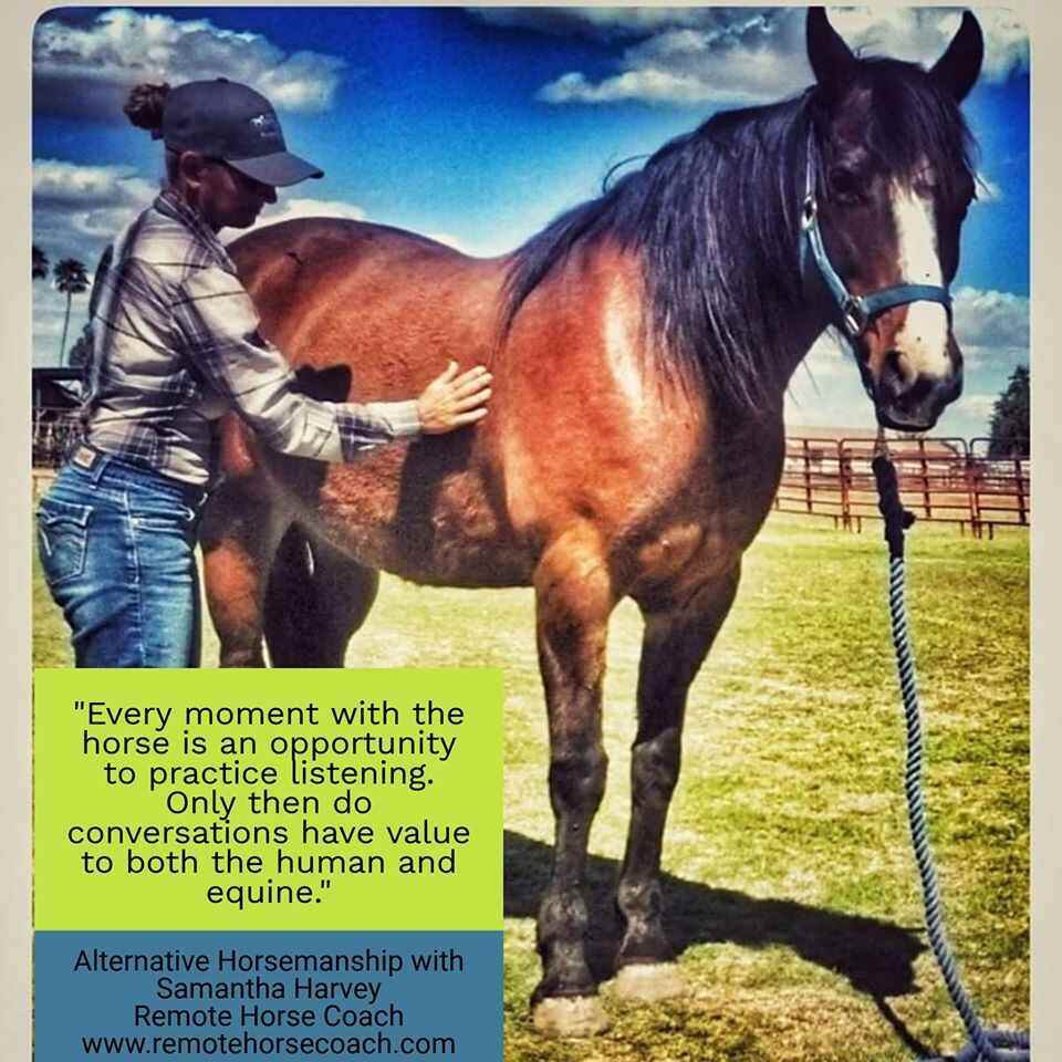 Alternative Horsemanship™ the Remote Horse Coach Mustang Horse Training Quote