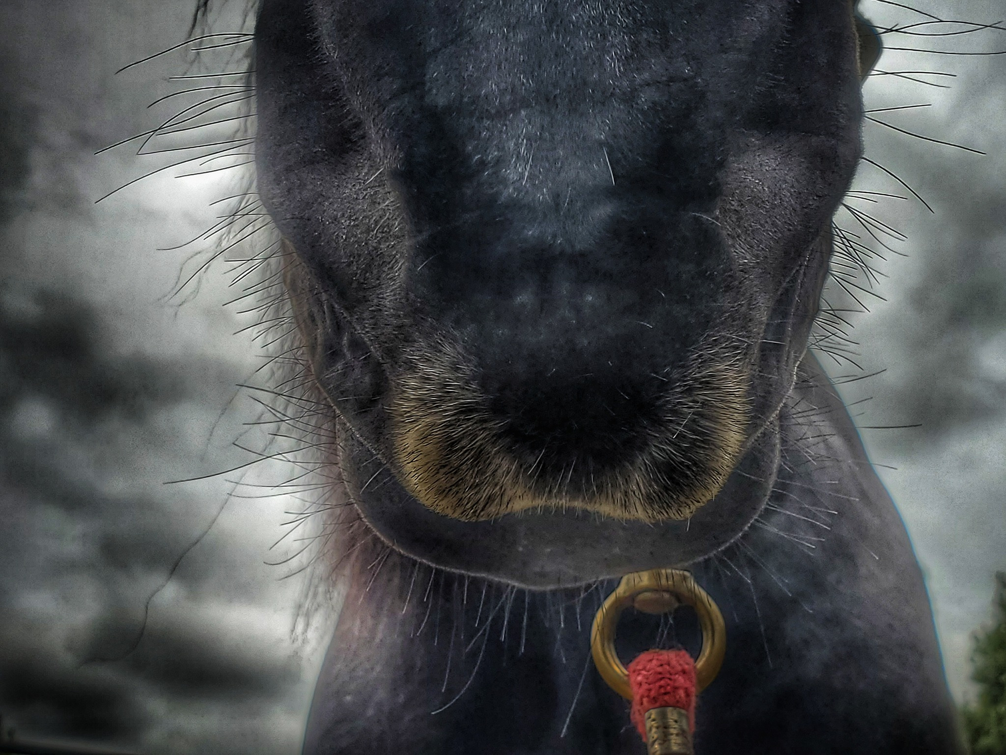 Horse Muzzle with Lead rope