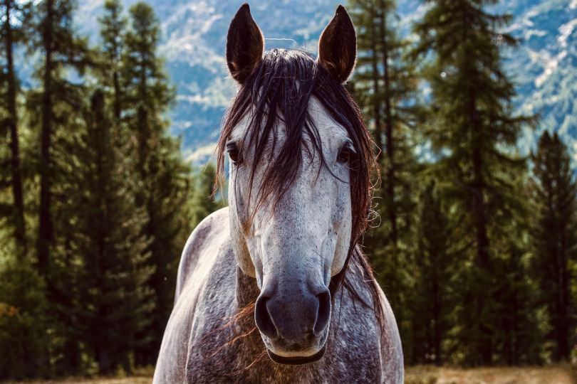 White Horse with Forest Background