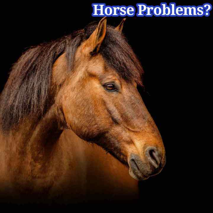 Horse Probems?
