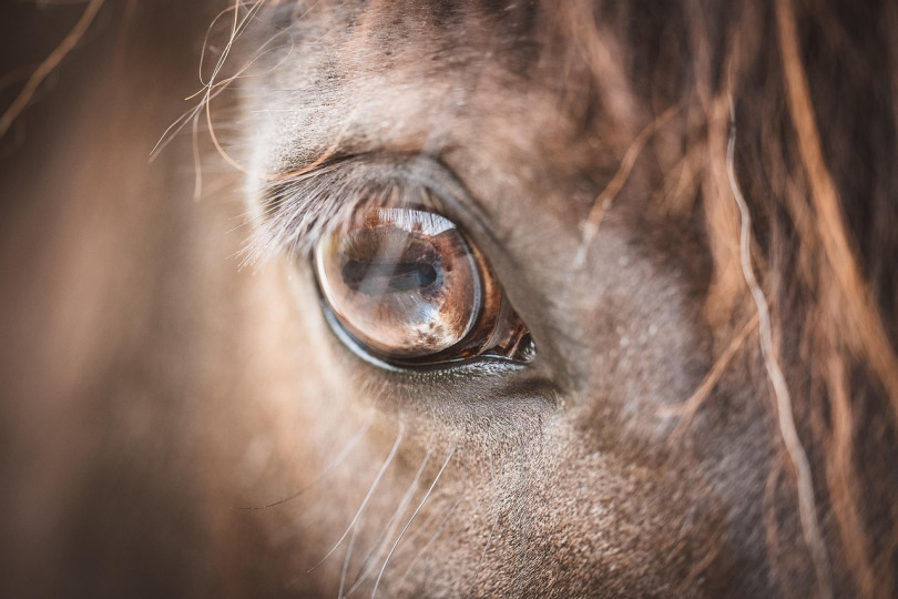 Bay Horse Eye